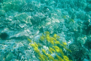 Yellow Tang Hawaii Big Island Captain Cook