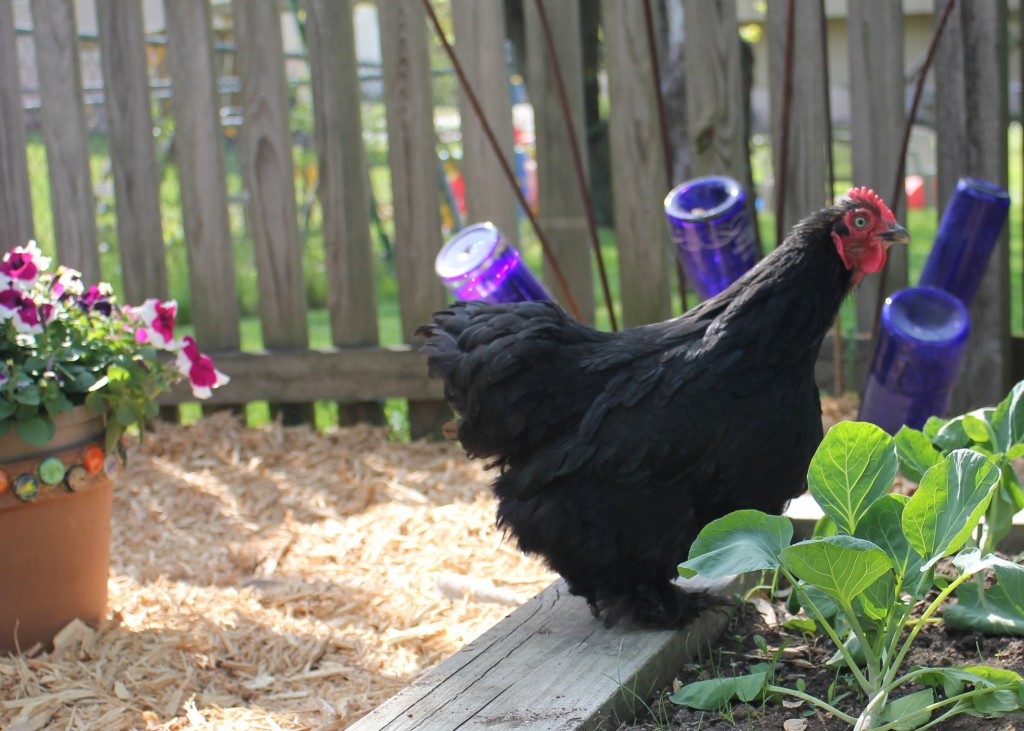 Geni in the garden