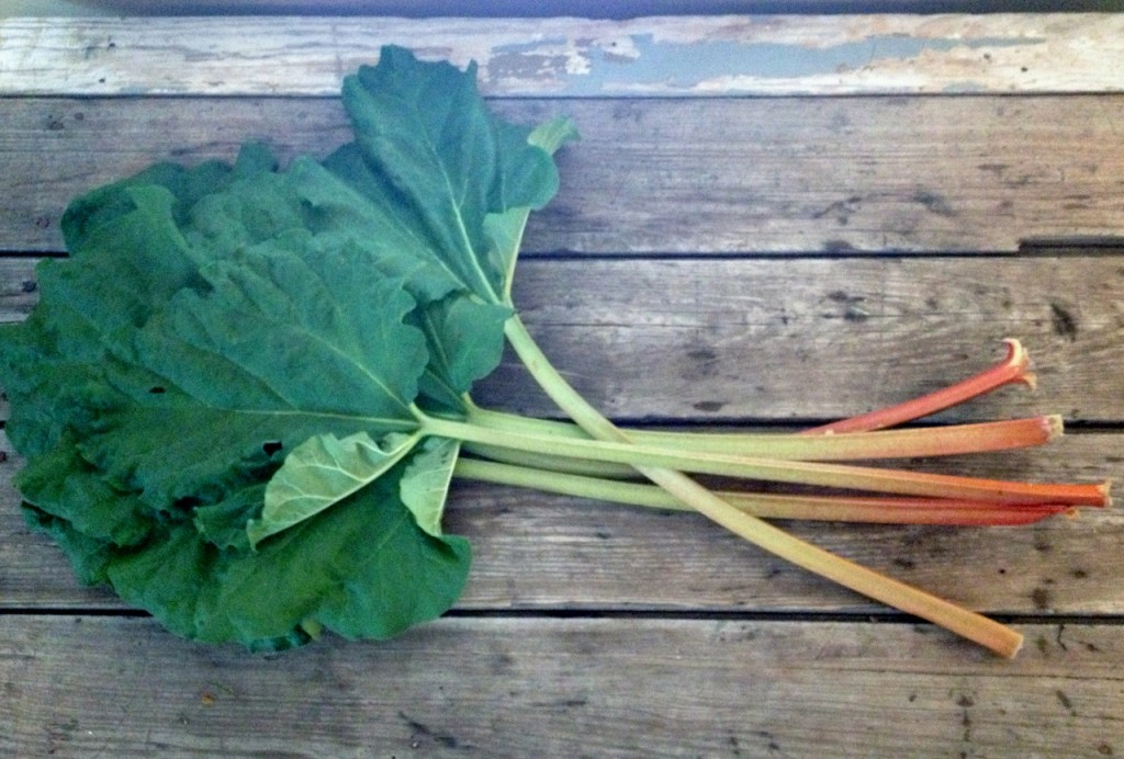 rhubarb from judy