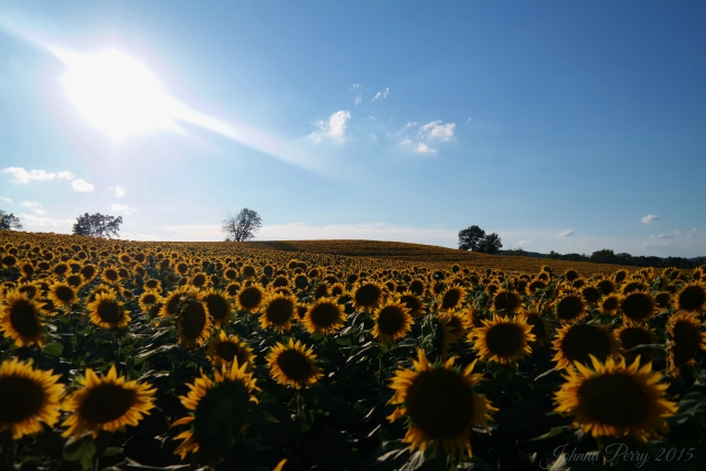 Grinter Farms Sunflower Field | Photo by Johnna Perry