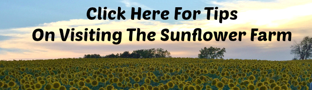 Grinter Farms Sunflowers in Kansas | In Johnna's Kitchen