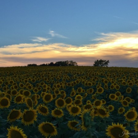 Grinter Farms Sunflower Field | Photo by Johnna Perry