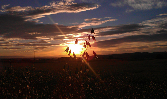 Support a Gluten-Free Farm AND Trust Your Oats